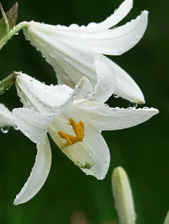 Madonna-lelie of Lilium Candidum